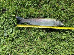 Rainbow Trout