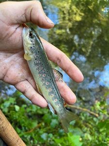 Brown Trout