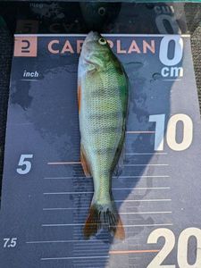 European Perch