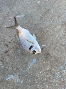 Gilthead Seabream