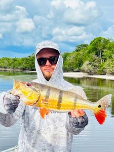 Peacock Bass ( Monoculus)
