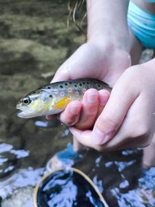 Brown Trout