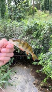 European Perch