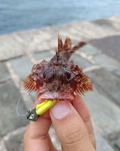 Red Scorpionfish