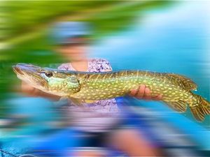 Northern Pike