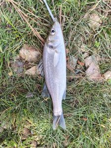 European Bass (Seabass)