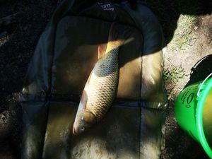 Common Carp