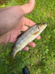 Brown Trout
