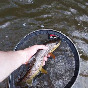 Brown Trout