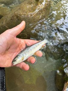 Brown Trout