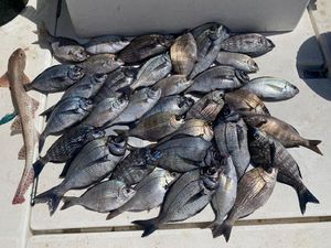 Black Seabream