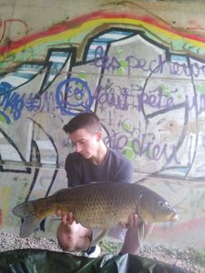 Common Carp