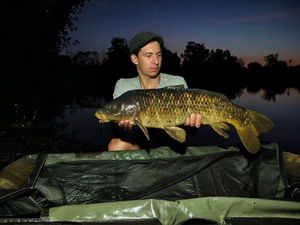 Common Carp