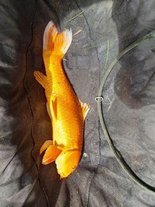 Koï Fish