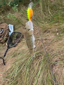 Zander