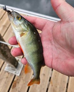 European Perch