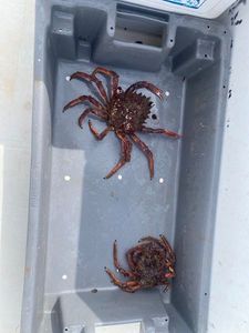 Common Spider Crab