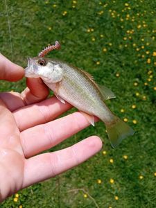 Largemouth Bass