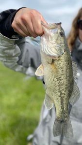 Largemouth Bass