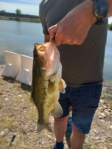 Largemouth Bass