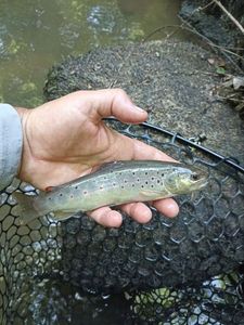 Brown Trout
