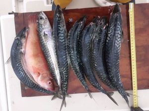 Mackerel