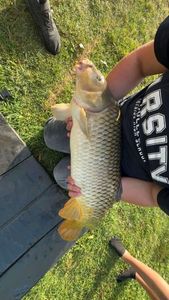 Common Carp