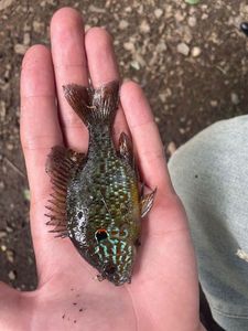 Green Sunfish