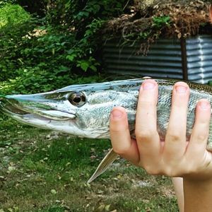 Northern Pike