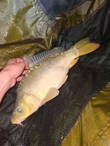 Mirror Carp
