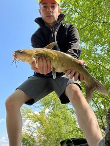 Channel Catfish