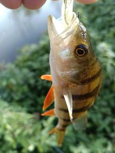 European Perch