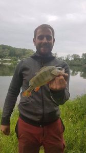 European Perch