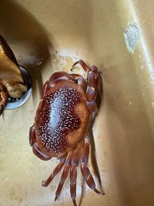 Carpillus corallinus