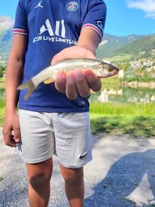 Brook Trout