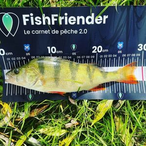 European Perch