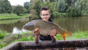 Common Carp