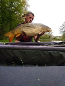 Common Carp