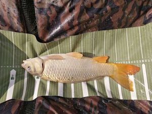 Common Carp