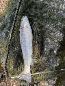 Rainbow Trout