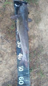 Channel Catfish