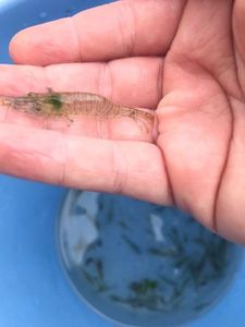 Brown Shrimp