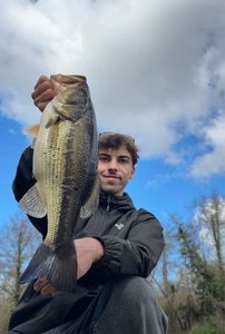 Largemouth Bass