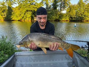 Mirror Carp