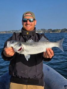 European Bass (Seabass)