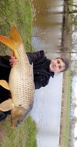 Common Carp