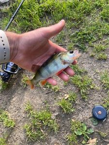 European Perch