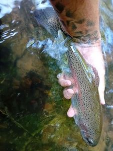 Rainbow Trout