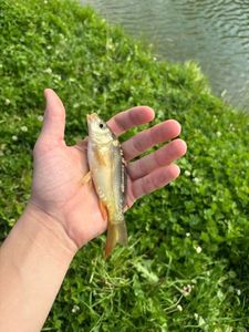 Mirror Carp