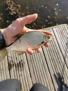 Common Bream